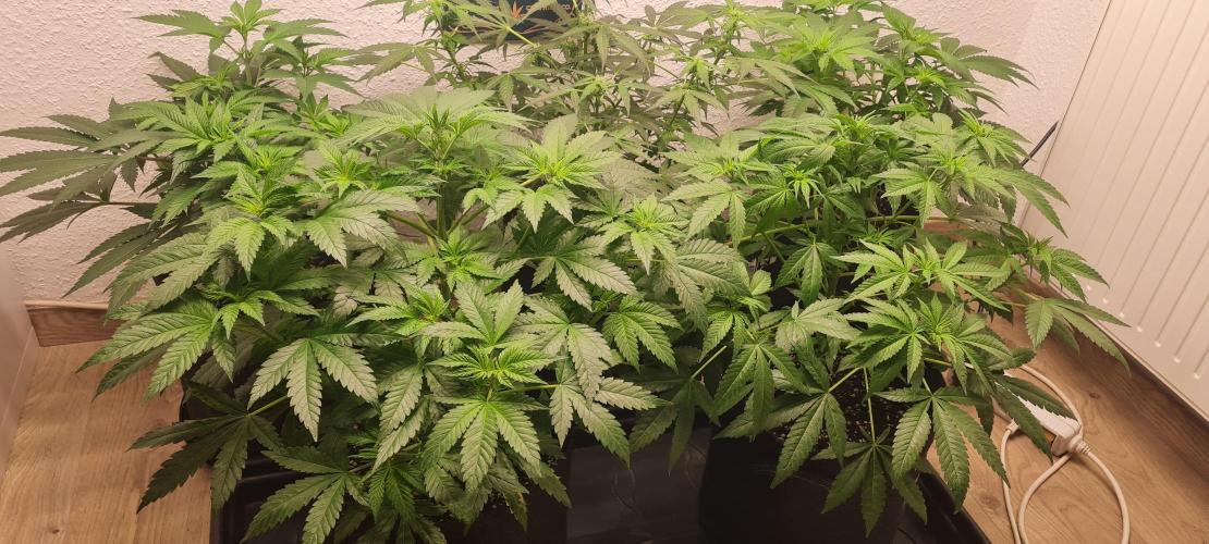 Brookey Panama Red. Week 6