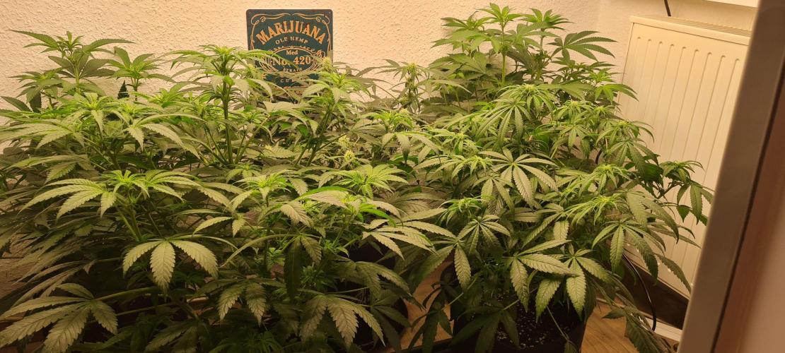 Brookey Panama Red. Week 7