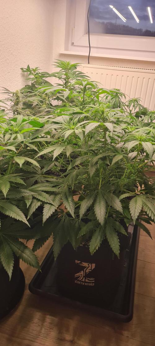 Brookey Panama Red. Week 7