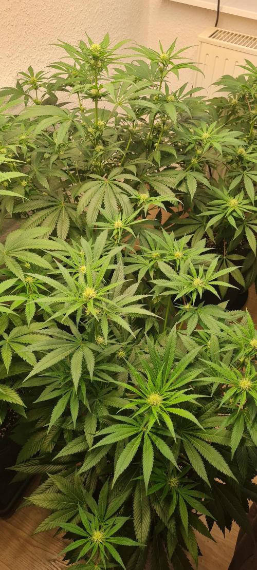 Brookey Panama Red. Week 8