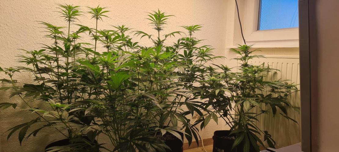 Brookey Panama Red. Week 8