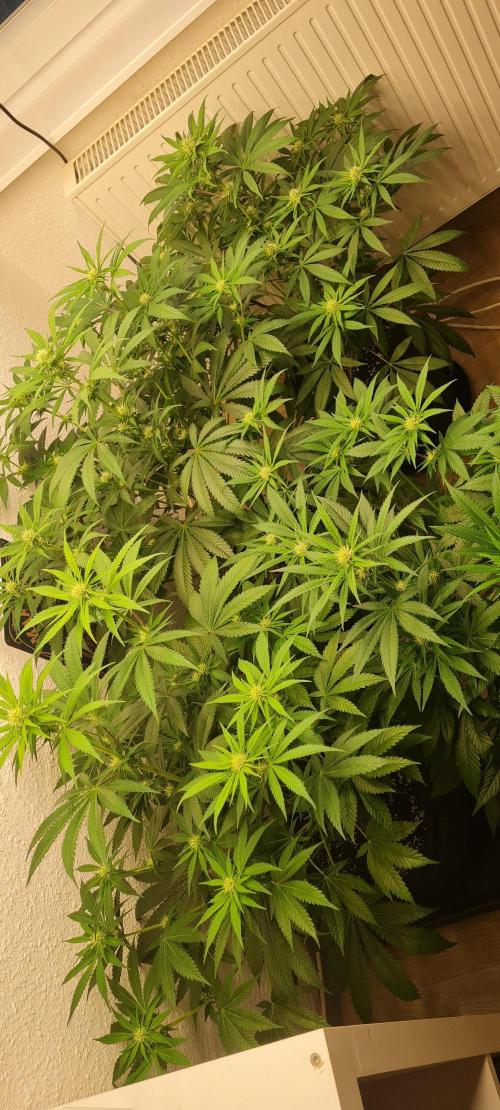 Brookey Panama Red. Week 8