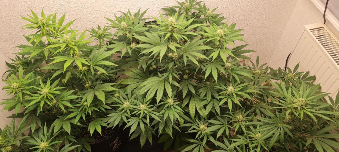 Brookey Panama Red. Week 9