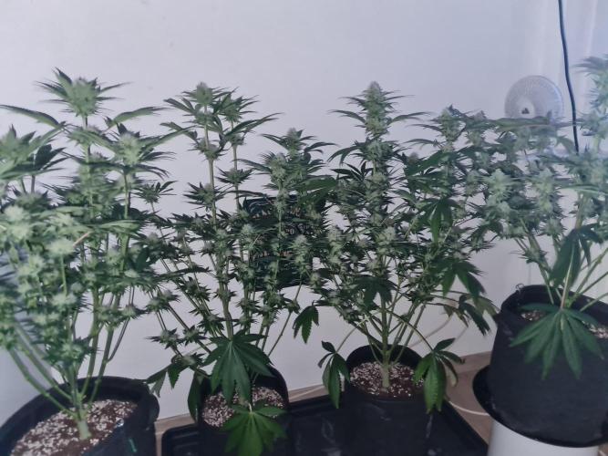 Brookey Panama Red. Week 10