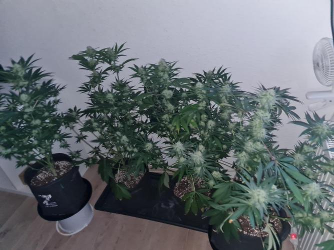 Brookey Panama Red. Week 10