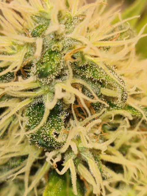 Brookey Panama Red. Week 12