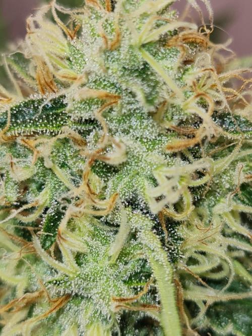 Brookey Panama Red. Week 12