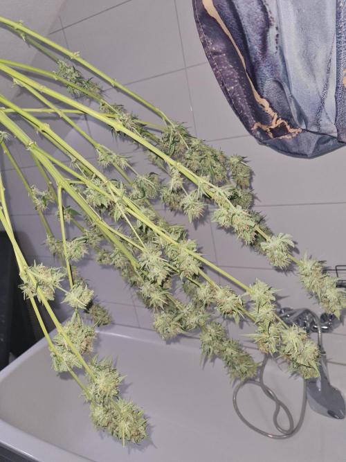 Brookey Panama Red. Week 12