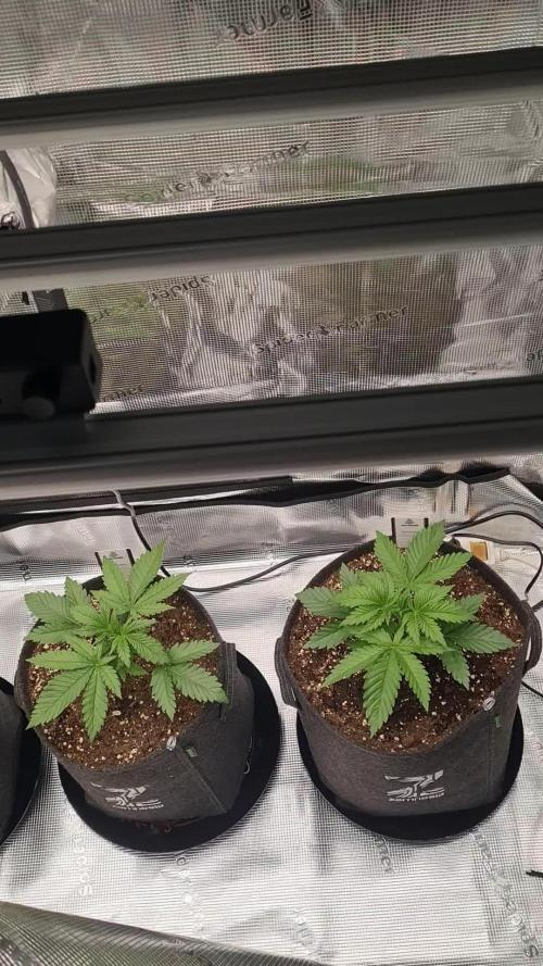 Brookey LSD