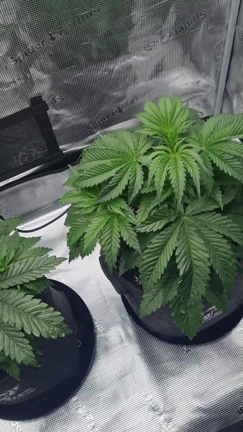 Brookey LSD