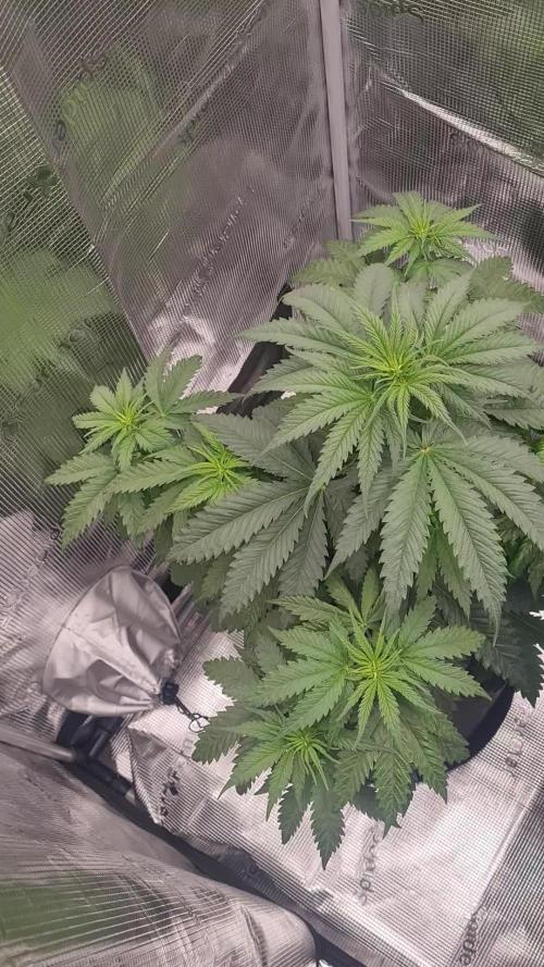 Brookey LSD