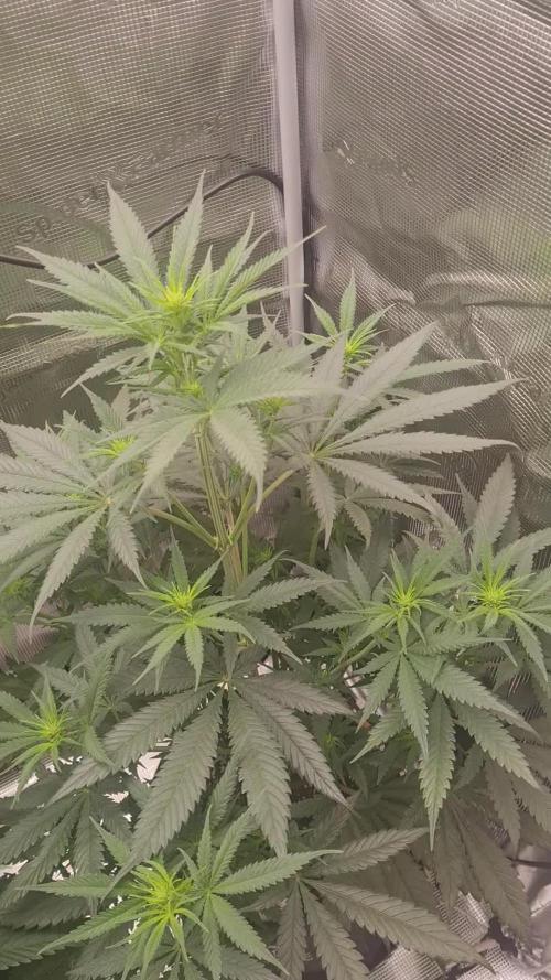 Brookey LSD
