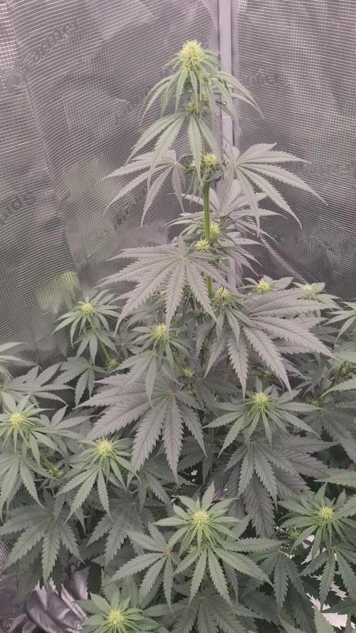 Brookey LSD