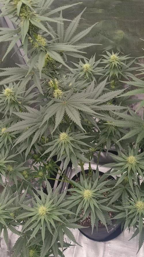 Brookey LSD