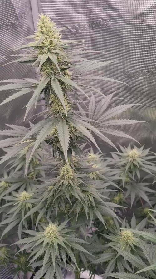 Brookey LSD
