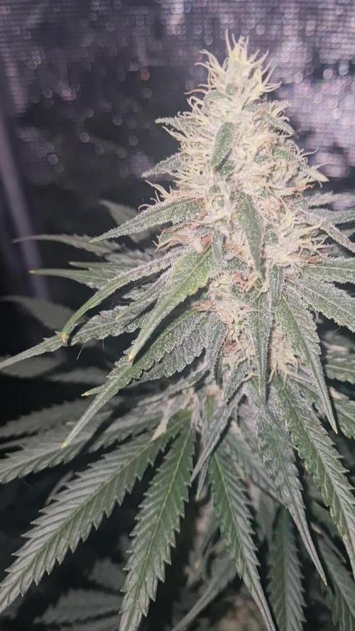 Brookey LSD