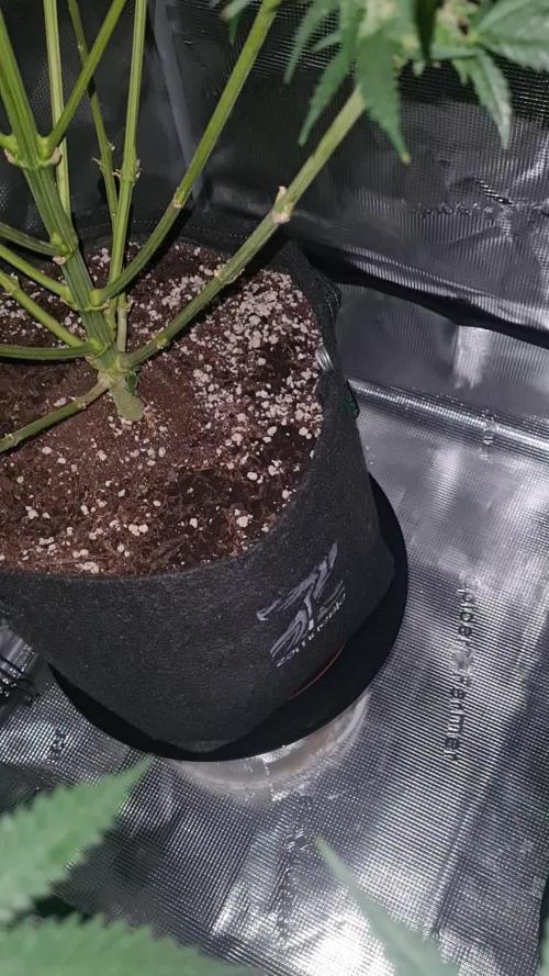 Brookey LSD