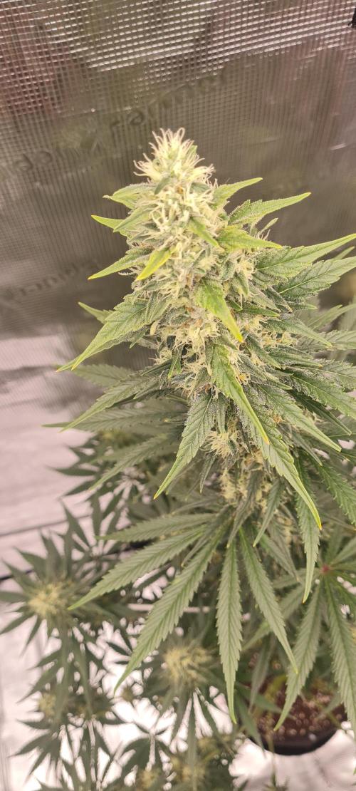 Brookey LSD. Week 12