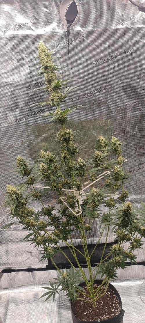 Brookey LSD. Week 12