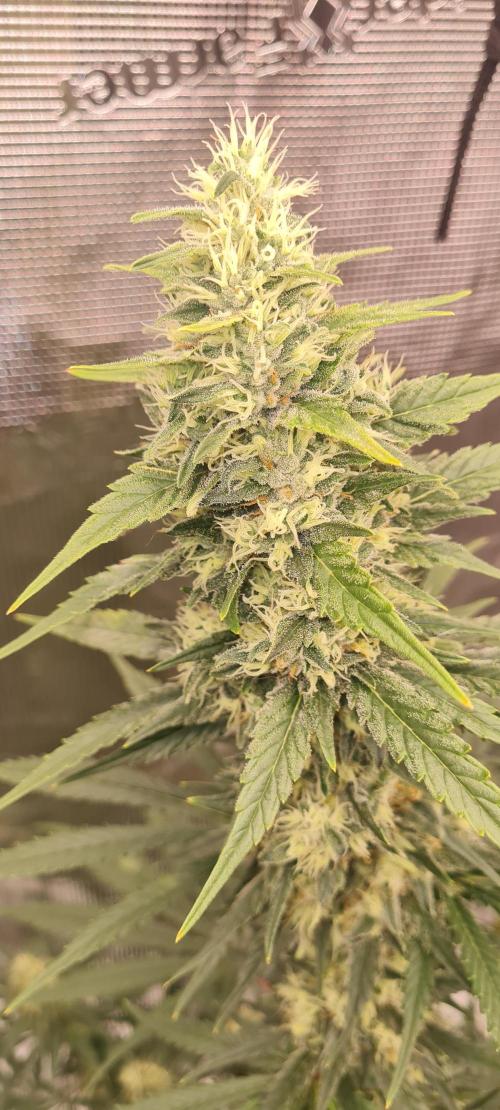 Brookey LSD. Week 12