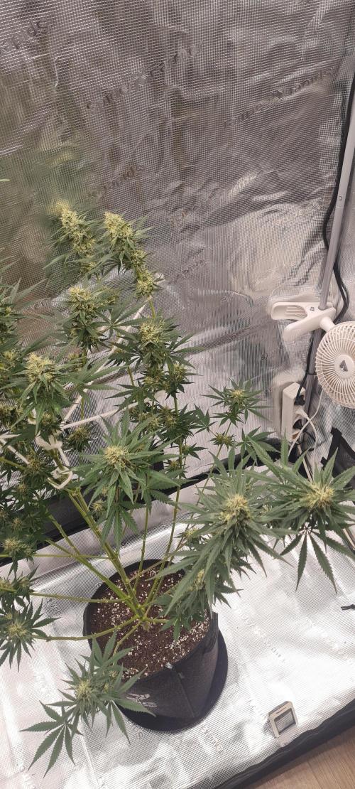 Brookey LSD. Week 12