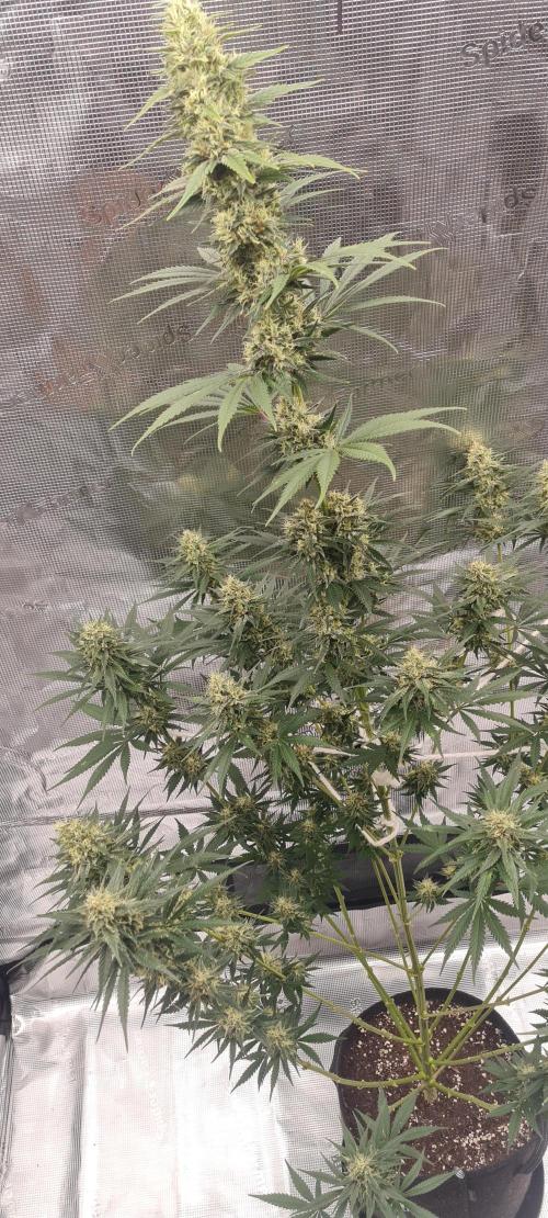 Brookey LSD. Week 12