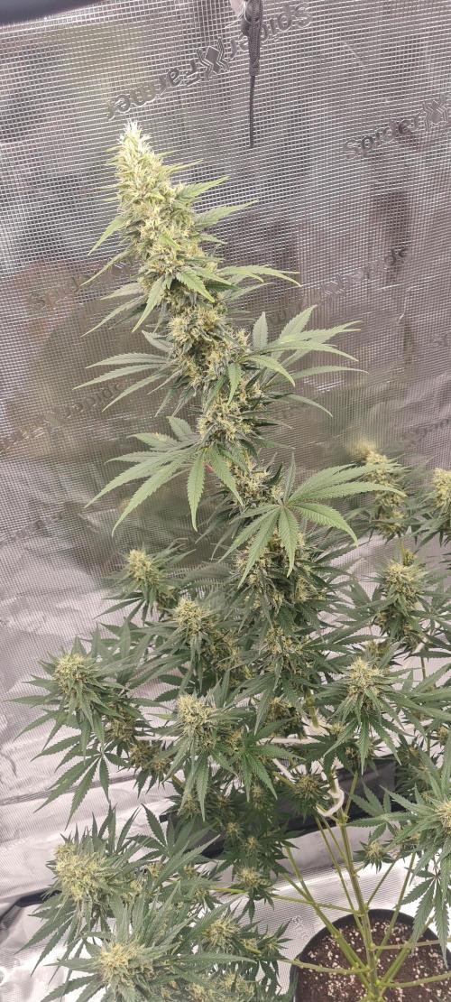 Brookey LSD. Week 12