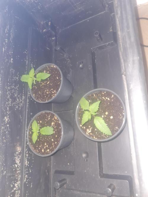Brookey OG Godfather. Week 2