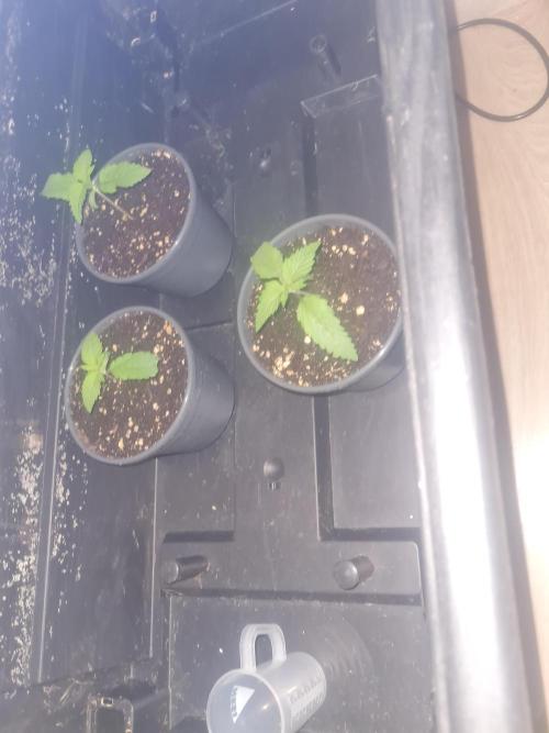 Brookey OG Godfather. Week 2