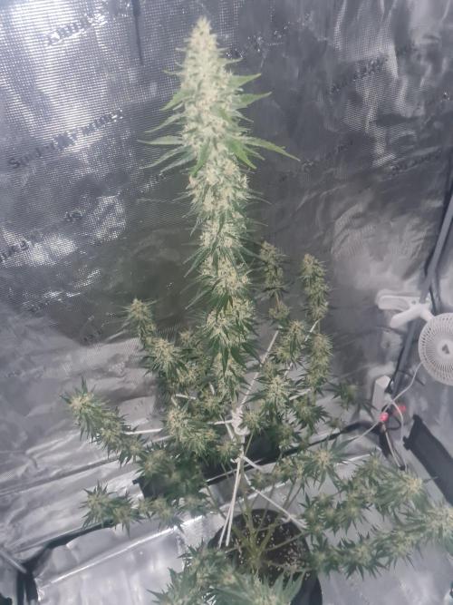 Brookey LSD. Week 13