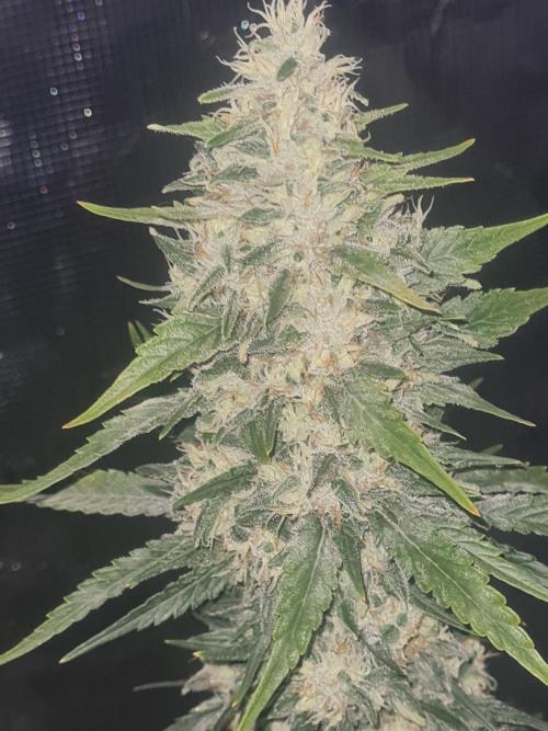 Brookey LSD. Week 13