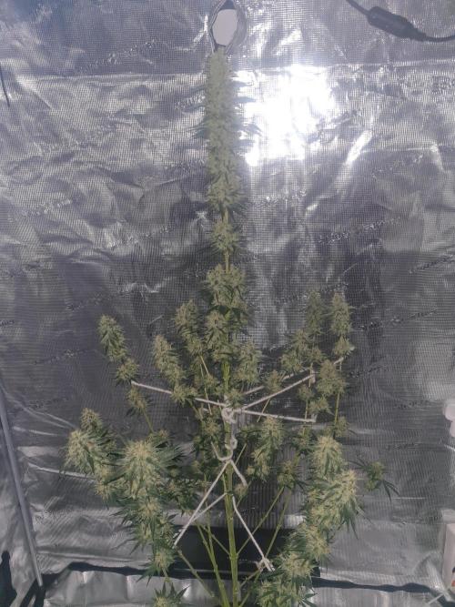 Brookey LSD. Week 13
