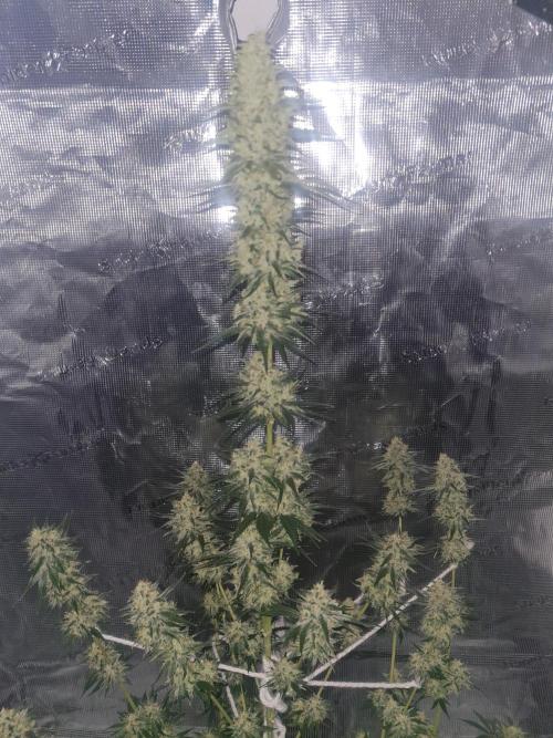Brookey LSD. Week 13