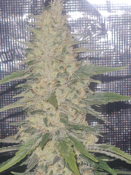 Brookey LSD. Week 13