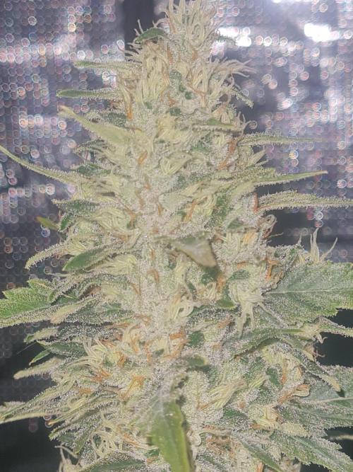 Brookey LSD. Week 13