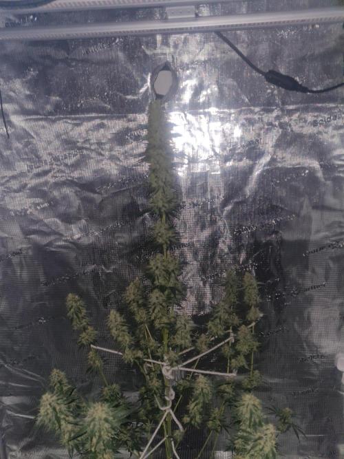 Brookey LSD. Week 13