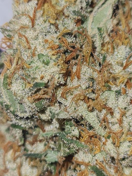 Brookey LSD. Week 14
