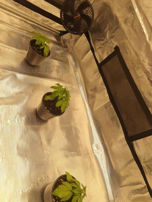 Brookey OG Godfather. Week 3