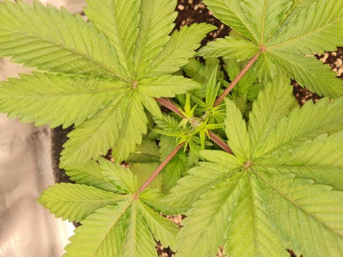 Brookey OG Godfather. Week 4 - 5. Nodie Topping 😇