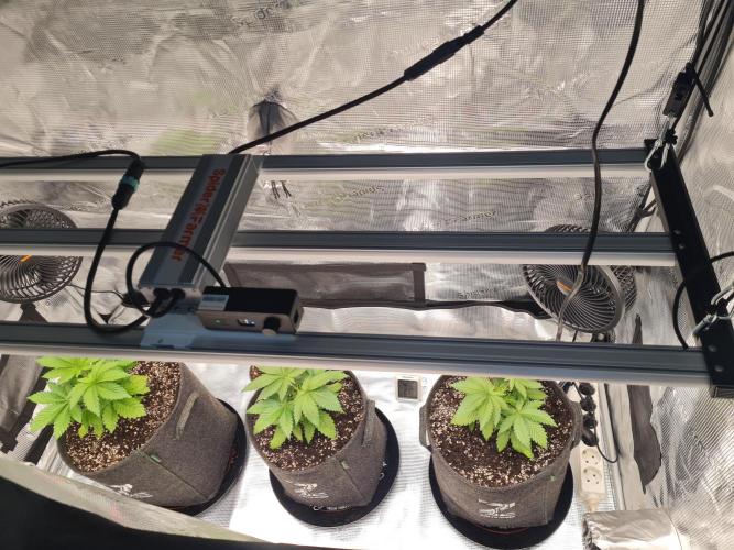 Brookey OG Godfather. Week 4