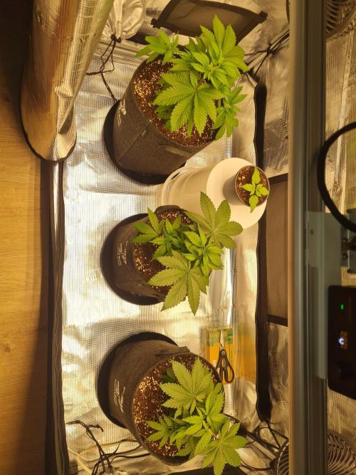 Brookey OG Godfather. Week 5