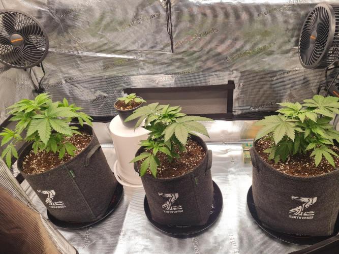 Brookey OG Godfather. Week 5