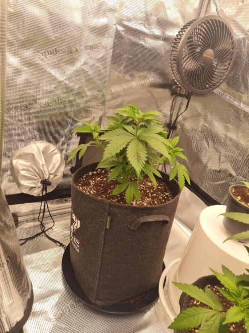 Brookey OG Godfather. Week 5