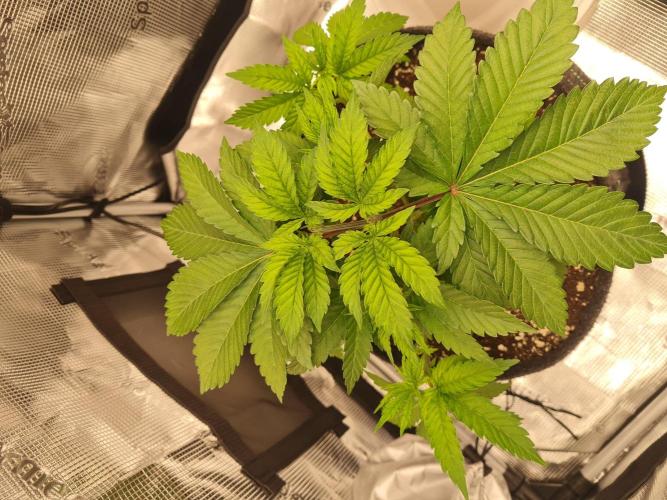 Brookey OG Godfather. Week 5