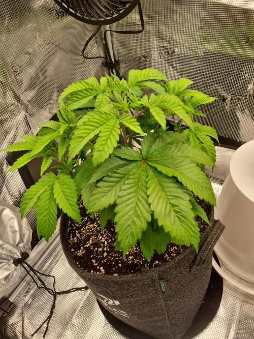 Brookey OG Godfather. Week 6