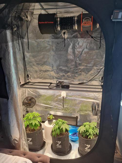Brookey OG Godfather. Week 6