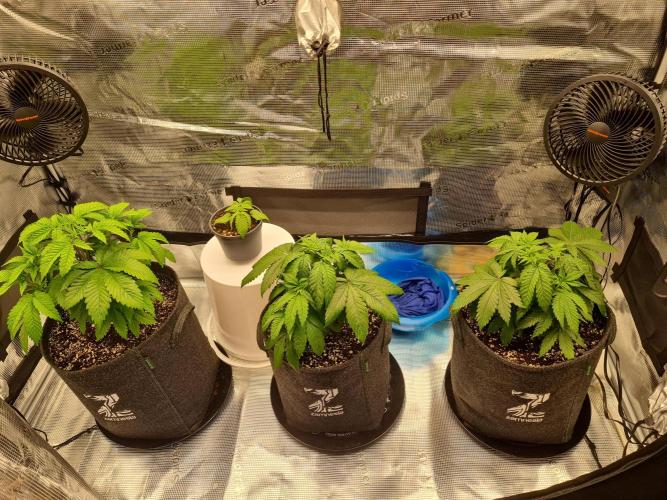 Brookey OG Godfather. Week 6