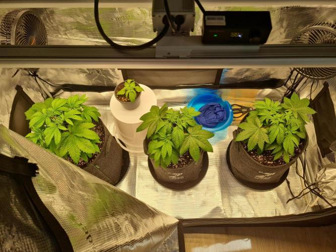Brookey OG Godfather. Week 6