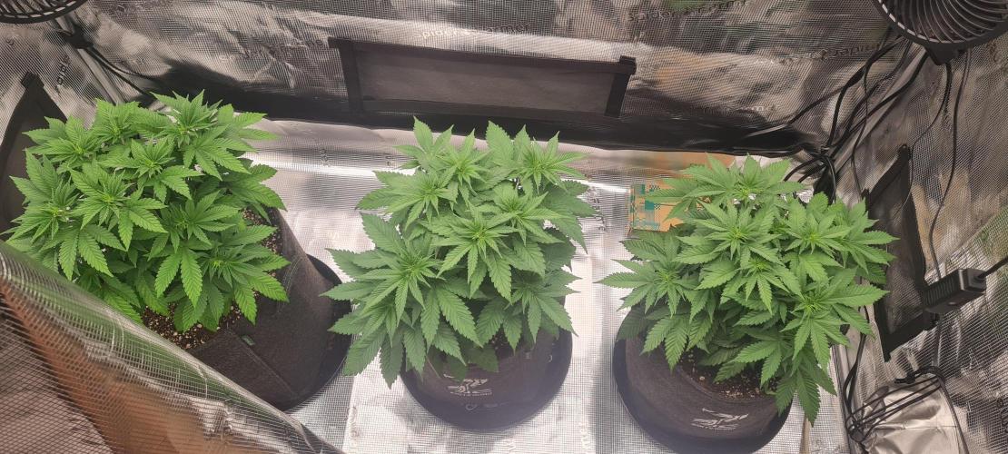 Brookey OG Godfather. Week 7