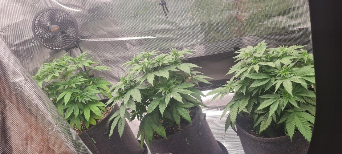 Brookey OG Godfather. Week 7